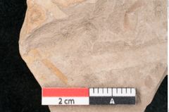 Foto (Detailansicht) von Zostera ungeri Ettingshausen (NHMW-GEO-2024-0188-7924)